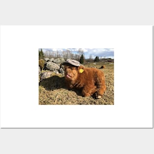 Scottish Highland Cattle Calf 1752 Posters and Art